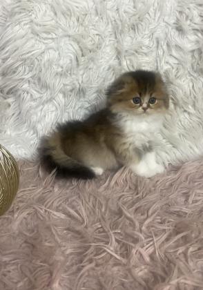 סקוטים גזעיים ומהממים פעלי אופי