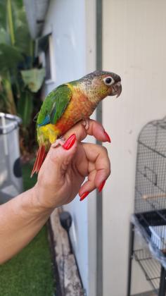 גרינציק מדהים יפה חביב האכלת