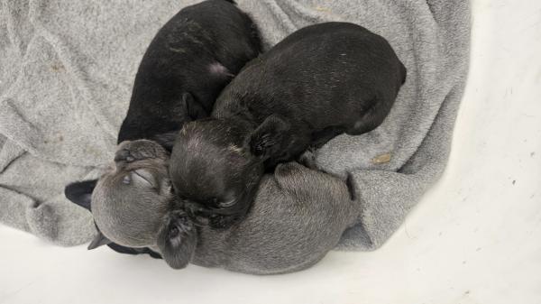 שני זכרי בולדוג צרפתי בני