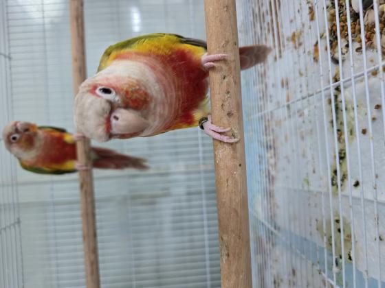 זוג גרינצ'יקים אננס רד פייס