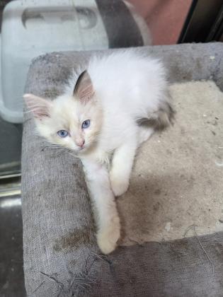 גורה רגדול אחרונה בת חודשיים