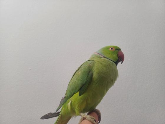 תוכי דררה לא נושך האכלת יד עם כתר בצוואר