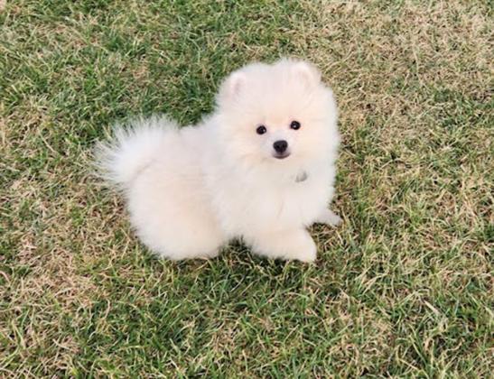 גורה יפה בת 3 חודשים,