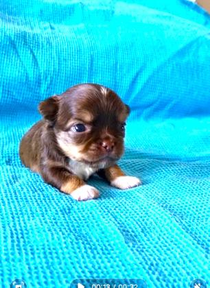 גור ציוואווה ארוך שיער שוקולד (זכר)