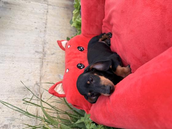 גור תחש בן חודשיים מחוסן