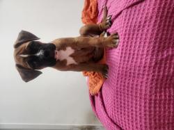 גורות בוקסר