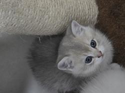 חתולים בני שבועיים, יפים, נוחים,