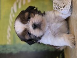 גורי שיצו אחרונים לשריון נולדו ב 10