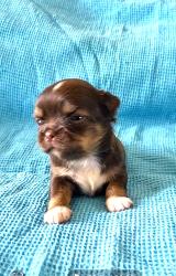 גור ציוואווה ארוך שיער שוקולד (זכר)