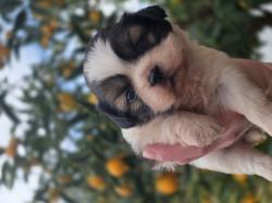 גורי שיצו מהממים נולדו ב 13