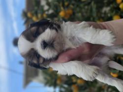 גורי שיצו מהממים ברמה הכי