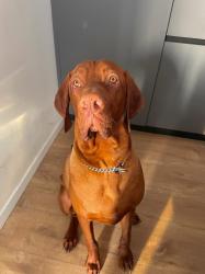 מיילו – זכר מהמם בן