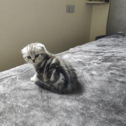 גורים סקוטי פולד מרגלים לאוכל