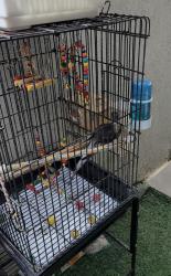 תוכי קוקטייל עם כלוב גדול מאובזר