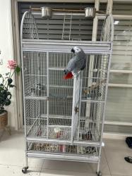 תוכי ג'אקו בן 4 לא