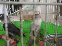 ברשותי פישרים במוטציות נדירות שני