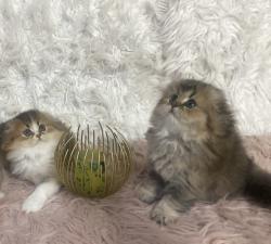 סקוטים גזעיים ומהממים פעלי אופי