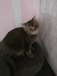 גורים סרוטי בני 4 חודש