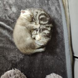 גורים סקוטי פולד מרגלים לאוכל