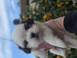 גורי שיצו מהממים ברמה הכי