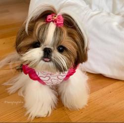 גורי שיצו רוסי מהממים חיסון