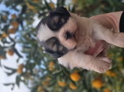 גורי שיצו מהממים נולדו ב 13