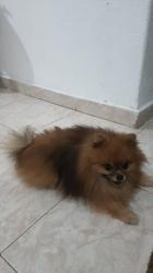 זכר יפיוף ומנוסה מחפש זיווג