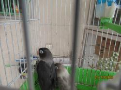 ברשותי שני נקבות פישר מוטציה