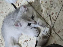 גורי חתולים בניי חודשיים מגזע