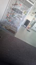 ג'אקו אפור עם זנב אדום,