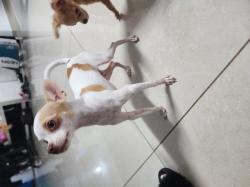 מיילו בן 7 חודשים כלב