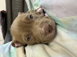 גור פיטבול כמעט בן חודשיים