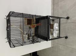 קוניור גרין צ’יק האכלת יד