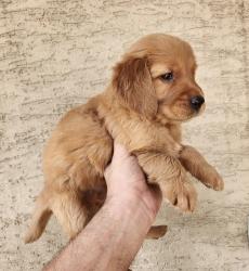 גורי גולדן רטריבר מהממים לאחר