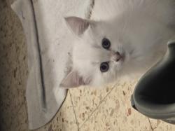 גורי חתולים בניי חודשיים מגזע