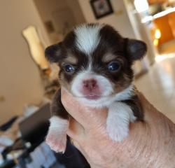 גורות נקבות