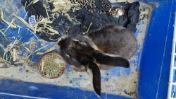 ארנבים חמודים מעל 6 חודשים