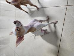 מיילו בן 7 חודשים כלב