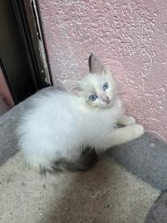 גורה רגדול אחרונה בת חודשיים