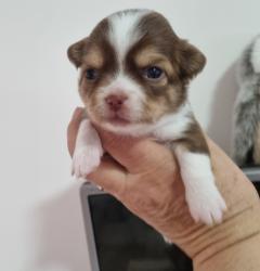 גורות נקבות