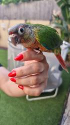 גרינציק מדהים יפה חביב האכלת