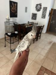 זוג קוקוטיילים בני 7 חודשים