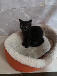 גורים סרוטי בני 4 חודש