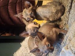 חתולים ספינקס בני חודש מיוחדים