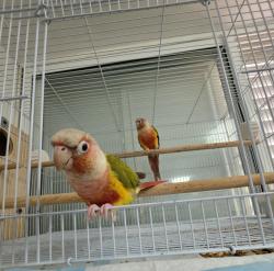 זוג גרינצ'יקים אננס רד פייס