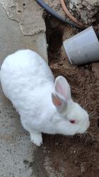 ארנבים חמודים מעל 6 חודשים