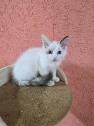 גורה רגדול אחרונה בת חודשיים