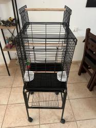 זוג קוקוטיילים בני 7 חודשים