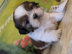 גורי שיצו מהממים יהיו מוכנים