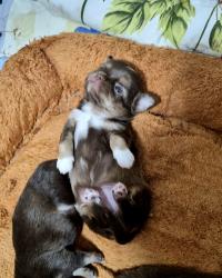 גור צ'יוואווה זכר בצבע שוקולד,